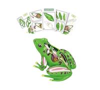 Wmqbjta Modèle Anatomique de Grenouille 4D Détachable, Jouet éducatif à Monter Soi-même pour Enfants (garçons et Filles).