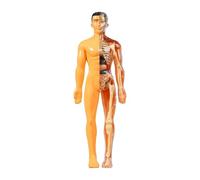 Wmqbjta Modèle Pédagogique Du Corps Humain pour La Démonstration et L'étude, avec Organes Amovibles, Translucidité