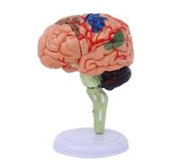 Wmqbjta Modèle Simulation D'organe | Caractéristiques Anatomiques Détaillées, Tridimensionnel, Matériel Pédagogique, pr Laboratoire, Style B