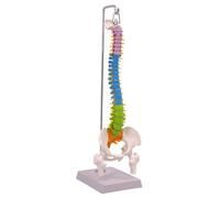 Wmqbjta Réplique Colonne Vertébrale Humaine | Détails s Racines Nerveuses, Modèle Colonne Vertébrale Bassin, Maqute Rachis Base D'n, Style A