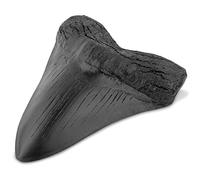 WNDUOKXH Dents de requin Résine Vintage Enseignement Props Fossile Megalodon Réplique pour Apprendre Décoration Cadeaux Halloween Noir
