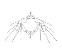 Woedpez Élégant collier d'épaule en alliage avec strass - Design robuste - Pour les tenues de soirée décontractées - Accessoires d'épaule à porter au quotidien