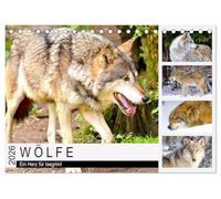 Wölfe. Ein Herz für Isegrim! (Tischkalender 2026 DIN A5 quer), CALVENDO Monatskalender: Der Wolf ist ein faszinierendes Wesen zwischen Wahrheit und Märchenwelt