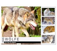 Wölfe. Ein Herz für Isegrim! (Wandkalender 2026 DIN A2 quer), CALVENDO Monatskalender: Der Wolf ist ein faszinierendes Wesen zwischen Wahrheit und Märchenwelt