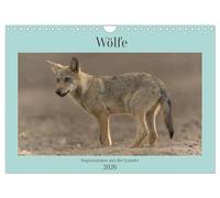 Wölfe, Impressionen aus der Lausitz (Wandkalender 2026 DIN A4 quer), CALVENDO Monatskalender: Ein kleines Portfolio meiner schönsten Bilder von Wölfen, aufgenommen in der wunderschönen Lausitz.