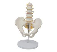 Woideklu 1: 1 Muscles Du Plancher Du Squelette Du Bassin Féminin avec Modèle D'organes Amovibles, Blanc, 28x25x15cm