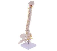 Woideklu 18 '' Modèle de Colonne Vertébrale Humaine Anatomique Modèle D'enseignement Professionnel de Squelette, comme images montrées, 45cm