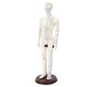 Woideklu Modèle D'acupuncture, Modèle Du Corps Humain, Bras Rotatifs, Structure En PVC, Support Pédagogique pour La Formation, La Recherche et La Pratique, Mâle