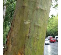 Wolfgang Tillmans - Life Guarding, Growing (Mix)