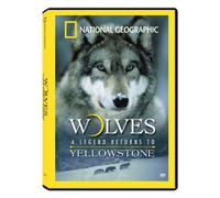 Wolves: A Legend Returns to Yellowstone
