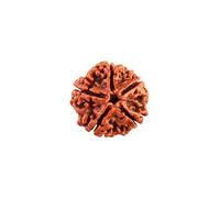 Wonder Care - Perle Rudraksha originale/Perle Rudraksha Perle de chapelet Rudra religieuse naturelle_5 mukhi rudraksha