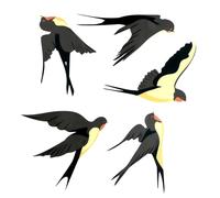 Wonvify 5 Stickers Anti Collision Oiseaux, Avec Motif Hirondelle, Sticker pour Vitre, Permet d’ éviter Que Les Oiseaux Ne Se Cognent dans Vos Fenêtres, Porte en Verre de Protection