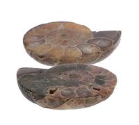WOONEKY 2 pièces Pendentif Ammonite Naturelle avec Effet de Lune Mystique Spécimen Fossile Unique pour Apprentissage et Décoration Océan pour Garçon Fille et Adultes
