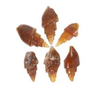 WOONEKY 6 Pièces Spécimens de Fossiles de Snail Agate Modèles Rares de Gastéropodes Anciens Éducation Géologique et Enseignement Scientifique pour Collecte et Affichage Décoratif