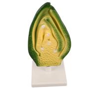 WOONEKY Modèle de Cellule Végétale pour Enseignement Modèle de Embryon de Plante pour Démonstrations Classe Outil Éducatif pour Scientifiques et Expositions Scolaires