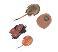 WOONEKY Modèle Éducatif de de pour Garçon et Filles Jouet Scientifique en Plastique Décoration de Bureau Apprentissage des Sciences Naturelles