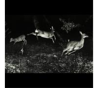 The Trees Were Buzzing, and the Grass.