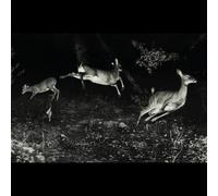 Wordcolour - Trees Were Buzzing, and The Grass. [Import]
