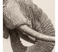 World Éléphant Day