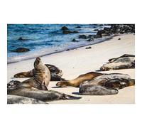 World Traveler's Puzzles - Puzzle nature de 1000 pièces pour adultes et familles - Photographie de la faune ensoleillée des lions de mer sur les îles Galapagos - Idée cadeau unique pour les amateurs de puzzle et de voyage