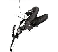 White Reaper - The World's Best American Band [New CD]