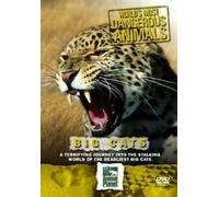 World's Most Dangerous Animals - World's Most Dangerous Animals - Big Cats [Import anglais]