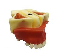 WOTZOV Modèle de Dents implantaires, modèle de comblement sinusien maxillaire, modèle de Pratique implantaire orale pour l'éducation, la Communication avec Les Patient