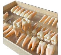 WOTZOV Modèle de Dents permanentes - Modèle de Dents dentaires 2,5 Fois Plus Grand - Modèle d'anatomie Dentaire Standard