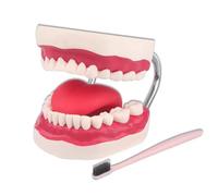 WOTZOV Modèle de Soins dentaires grossissant 6X, modèle de Dents, modèle pédagogique d'anatomie Dentaire pour l'enseignement de la santé bucco-Dentaire, Outil de démon