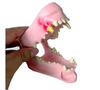 WOTZOV Modèle Dentaire de Chien - Modèle pédagogique de Dents pathologiques Canines - Réplique Anatomique des Dents pour l'enseignement vétérinaire des Animaux de comp，C Life Size