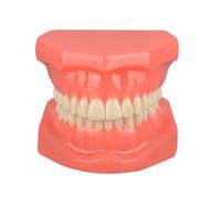 WOTZOV Modèle Dentaire orthodontique - Modèle de démonstration Dentaire - Modèle de Dents typodontiques avec Brackets métalliques orthodontiques - Modèle Anatomique de，Red 9cm