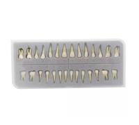 WOTZOV Modèle pédagogique d'étude des Dents dentaires - 28 pièces, modèle de dent permanente Bicolore - Simulation de dent buccale pour l'étude et l'analyse.，28 pcs