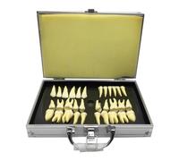 WOTZOV Modèle pédagogique d'étude des Dents dentaires - 28 pièces, modèle de dent permanente Bicolore - Simulation de dent buccale pour l'étude et l'analyse.，2.5X Magnification