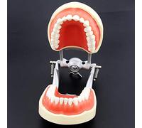 WOTZOV Modèle pédagogique, modèle articulé de typodont Dentaire, modèle d'anatomie Dentaire pour l'étude et l'enseignement, modèle de démonstration Standard de typodon