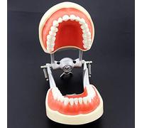 WOTZOV Modèle pédagogique, modèle articulé de typodont Dentaire, modèle de Dents pour l'enseignement Dentaire, modèle d'anatomie, Dents Amovibles, démonstration standa