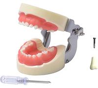 WOTZOV Modèle pédagogique, modèle de Dents de Lait - Modèle de Dents dentaires - Modèle de Dents de typodont - avec 24 Dents Amovibles et gencives Souples, pour l'ense