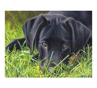 WOWDECOR Diamond Painting Complet, Charmant Noir Chien Animaux Diamant Painting DIY 5D Mosaïque Peinture Numéro Point De Croix