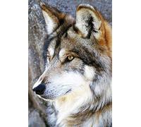 WOWDECOR Diamond Painting Complet, Loup Animaux Diamond Painting DIY 5D Mosaïque Peinture Numéro Point De Croix