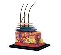 Wresetly 4D Modèle de Peau Humaine Organes Capillaires Assemblage Modèle de Puzzle Modèle D'Enseignement Mannequin Science Modèle Anatomique