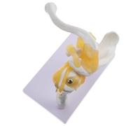 WRITWAA Modèle d'Articulation de L'Épaule avec Ligament en PVC Squelette Humain Pédagogique sur Socle Modèle Anatomique pour Enseignement Médical et Laboratoire Scientifique 1 Pièce