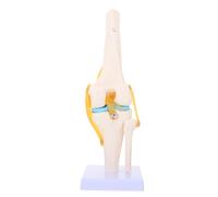 WRITWAA Modèle D'articulation du Genou Humain à Taille Réelle 1:1 en Pvc Blanc, Modèle de Genou, Flexion et Extension, Révèle la Rotule, pour Enseignement Médical et Laboratoire