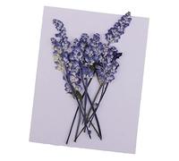 Wswqop 10 Magnifiques Fleurs de Sauge Pressées et Séchées pour Loisirs Créatifs et Scrapbooking.