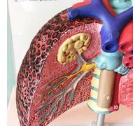 Wudaizhi Modèle Pédagogique, Modèle Grandeur Nature du Système Respiratoire Pulmonaire Humain, Modèle Anatomique du Larynx du Cœur-poumons, Pièces Amovibles, Modèle De Poumons Grandeur Nature