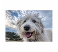 WUFIEA Painting Art Mural En Toile Sur Les Animaux, Image En Toile De Chiot Chien au vent pour Chambre Peintures Maison Bain Salon Chambre(Bleu blanc101)-20x30cm Sans cadre