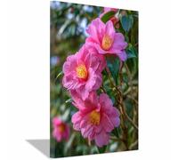 WUFIEA Toile murale à motifs floraux Decoration Murale Fleur Thé rose de montagne Décoration murale pour chambre à coucher, salle de bain, bureau salon(rose)-70x100cm Encadrée