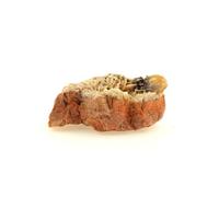 WULFENITE + BARYTE en provenance de FRANCE, Lantignié, Beaujeu - Rare Minéral de Collection, 125.5 ct - Certificat d'Authenticité Inclus 38 x 24 x 17 mm G