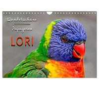 Wunderschöne Papageien - Lori (Wandkalender 2026 DIN A4 quer), CALVENDO Monatskalender: Eindrucksvolle Bilder der exotischen Vögel.