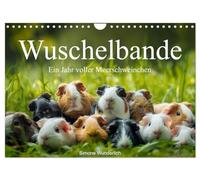 Wuschelbande - Ein Jahr voller Meerschweinchen (Wandkalender 2026 DIN A4 quer), CALVENDO Monatskalender: Der ultimative Meerschweinchen - Kalender! Hol ihn dir!