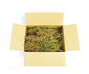 WWS War World Scenics WWScenics Box d'Arbres en Écume de Mer Tailles Mixtes | Modélisme Maquette