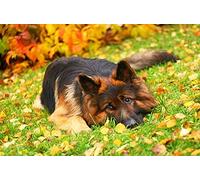 WYDMA Puzzles 1314 PièCes pour Adultes Chien docile Puzzle en Bois pour Adulte, Jeux De Famille 3D Puzzle Jeux De DéCoration Collection Taille Finie 75.5×50.5cm